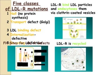 Five classes                                         LDL-R bind LDL particles
 of LDL-R mutations                                      and endocytoses them
 1 Null (no protein                                      via clathrin-coated vesicles
    synthesis)
 2 Transport defect (Golgi)

  3 LDL binding defect
  4 Internalization-
     defective
  5 Recycling-defective
FH Sites for LDL-R defects                                  LDL-R is recycled
            1
                     2            Receptors accumulate
                                  in coated pin region
                              4

                      5           Exocytosis
                                  of receptor
                                  Binding
                              3   to receptor
       Receptor Receptor
       synthesis processing       Endocytosis of LDL
       in ER     in Goldgi
 