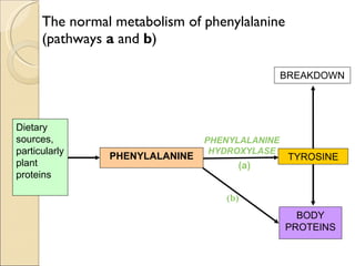 The normal metabolism of phenylalanine
      (pathways a and b)

                                                BREAKDOWN




Dietary
sources,                        PHENYLALANINE
particularly                     HYDROXYLASE
                PHENYLALANINE                    TYROSINE
plant                                (a)
proteins

                                   (b)
                                                  BODY
                                                PROTEINS
 