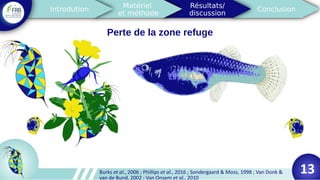 Perte de la zone refuge
13Burks et al., 2006 ; Phillips et al., 2016 ; Sondergaard & Moss, 1998 ; Van Donk &
van de Bund, 2002 ; Van Onsem et al., 2010
 