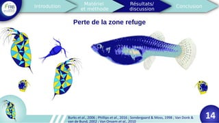 Perte de la zone refuge
14Burks et al., 2006 ; Phillips et al., 2016 ; Sondergaard & Moss, 1998 ; Van Donk &
van de Bund, 2002 ; Van Onsem et al., 2010
 