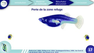 Perte de la zone refuge
Burks et al., 2006 ; Phillips et al., 2016 ; Sondergaard & Moss, 1998 ; Van Donk &
van de Bund, 2002 ; Van Onsem et al., 2010
17
 