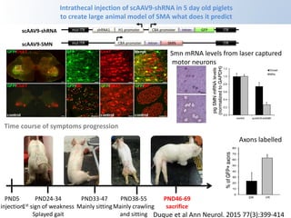 Intrathecal injection of scAAV9-shRNA in 5 day old piglets
to create large animal model of SMA what does it predict
Time course of symptoms progression
PND5
injection
PND24-34
1st sign of weakness
Splayed gait
PND33-47
Mainly sitting
PND46-69
sacrifice
PND38-55
Mainly crawling
and sitting
Smn mRNA levels from laser captured
motor neurons
Axons labelled
Duque et al Ann Neurol. 2015 77(3):399-414
H1 promoter
shRNA1 ITR
mut ITR GFP
CBA promoter Intron
scAAV9-shRNA
ITR
mut ITR SMN
CBA promoter
scAAV9-SMN Intron
 