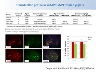 Group
number of
animal
Age at
sacrifice
Immunosuppressive
treatment
Age at injection Dose vector (vg/kg)
scAAV9-shRNA scAAV9-SMN scAAV9-shRNA scAAV9-SMN
Control 6 79 ± 3 - - - - -
shRNA 5 61 ± 7 Prograf PND5 - 6.5x1012
-
SMN early 5 71 ± 2 Prograf + Cellcept PND5 PND6 6.5x1012
8x1012
SMN late 5 73 ± 3 Prograf + Cellcept PND5 PND33-36 6.5x1012
8x1012
Transduction profile in scAAV9-SMN treated piglets
Spinal cord section from lumbar 6 segment stained for GFP and
human SMN (human specific antibody)
Merge
SMN GFP
SMN GFP Merge
0
10
20
30
40
50
60
70
80
90
early late
SMN
GFP
%
of
motor
neurons
(Prograf = tacrolymus, FK506. Cellcept = Mycophenolate mofetil. Block T-cell response)
Duque et al Ann Neurol. 2015 Mar;77(3):399-414
 