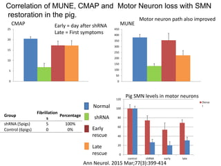 0
5
10
15
20
25
0
50
100
150
200
250
300
350
400
450
CMAP
0
20
40
60
80
100
120
control shRNA early late
Dorsa
l
MUNE
Pig SMN levels in motor neurons
Correlation of MUNE, CMAP and Motor Neuron loss with SMN
restoration in the pig.
Normal
shRNA
Early
rescue
Late
rescue
Early = day after shRNA
Late = First symptoms
Motor neuron path also improved
Ann Neurol. 2015 Mar;77(3):399-414
Group
Fibrillation
s
Percentage
shRNA (5pigs) 5 100%
Control (6pigs) 0 0%
 
