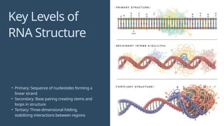 Presentation - RNA Structure Prediction (1).pptx
