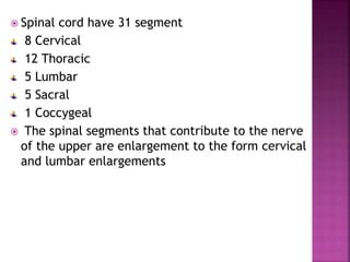  Spinal cord have 31 segment
8 Cervical
12 Thoracic
5 Lumbar
5 Sacral
1 Coccygeal
 The spinal segments that contribute to the nerve
of the upper are enlargement to the form cervical
and lumbar enlargements
 