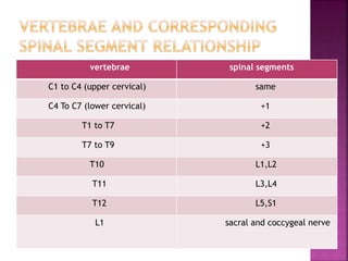 vertebrae spinal segments
C1 to C4 (upper cervical) same
C4 To C7 (lower cervical) +1
T1 to T7 +2
T7 to T9 +3
T10 L1,L2
T11 L3,L4
T12 L5,S1
L1 sacral and coccygeal nerve
 