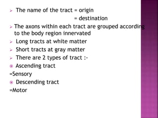  The name of the tract = origin
= destination
 The axons within each tract are grouped according
to the body region innervated
 Long tracts at white matter
 Short tracts at gray matter
 There are 2 types of tract :-
 Ascending tract
=Sensory
 Descending tract
=Motor
 