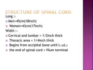Long :-
 Men=45cm(18inch)
 Women=43cm(17inch)
Width :-
 Cervical and lumbar = 1/2inch thick
 Thoracic area = 1/4inch thick
 Begins from occipital bone until L1&L2
 the end of spinal cord = filum terminal
 