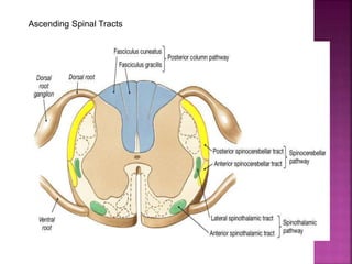 Ascending Spinal Tracts
 