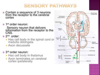  Contain a sequence of 3 neurons
from the receptor to the cerebral
cortex
 1st order neuron:
Sensory neuron that delivers
information from the receptor to the
CNS.
 2nd order:
 Has cell body in the spinal cord or
medulla oblongata
 Axon decussate
 3rd order neuron:
 Has cell body in thalamus
 Axon terminates on cerebral
cortex ipsilaterally
1
2
3
 