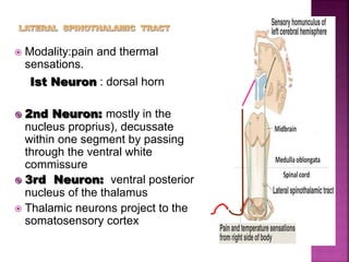  Modality:pain and thermal
sensations.
Ist Neuron : dorsal horn
 2nd Neuron: mostly in the
nucleus proprius), decussate
within one segment by passing
through the ventral white
commissure
 3rd Neuron: ventral posterior
nucleus of the thalamus
 Thalamic neurons project to the
somatosensory cortex
 