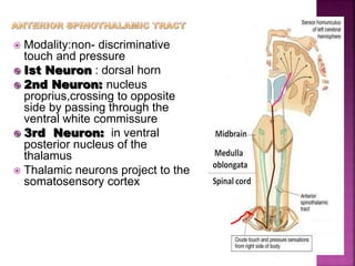  Modality:non- discriminative
touch and pressure
 Ist Neuron : dorsal horn
 2nd Neuron: nucleus
proprius,crossing to opposite
side by passing through the
ventral white commissure
 3rd Neuron: in ventral
posterior nucleus of the
thalamus
 Thalamic neurons project to the
somatosensory cortex
 