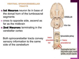  Ist Neuron neuron lie in base of
the dorsal horn of the lumbosacral
segments
 cross to opposite side, ascend as
far as the midbrain
 2nd Neuron: terminating in the
cerebellar cortex
Both spinocerebellar tracts convey
sensory information to the same
side of the cerebellum
 