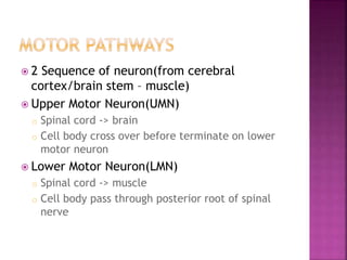  2 Sequence of neuron(from cerebral
cortex/brain stem – muscle)
 Upper Motor Neuron(UMN)
o Spinal cord -> brain
o Cell body cross over before terminate on lower
motor neuron
 Lower Motor Neuron(LMN)
o Spinal cord -> muscle
o Cell body pass through posterior root of spinal
nerve
 