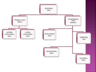 DESCENDINIG
TRACT
PYRAMIDAL TRACT
(DIRECT)
ANTERIOR
CORTICOSPINAL
TRACT
LATERAL
CORTICOSPINAL
TRACT
EXTRAPYRAMIDAL
TRACT
(INDIRECT)
RETICULOSPINAL
TRACT
VESTIBULOSPINAL
TRACT
TECTOSPINAL
TRACT
RUBROSPINAL
TRACT
 