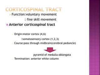 Function:voluntary movement
: fine skill movement
 Anterior corticospinal tract
o Origin:motor cortex (4,6)
:somatosensory cortex (1,2,3)
o Course:pass through midbrain(cerebral peduncle)
pyramid of medulla oblongata
o Termination: anterior white column
 