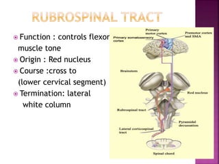  Function : controls flexor
muscle tone
 Origin : Red nucleus
 Course :cross to
(lower cervical segment)
 Termination: lateral
white column
 