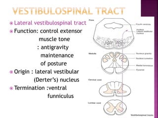  Lateral vestibulospinal tract
 Function: control extensor
muscle tone
: antigravity
maintenance
of posture
 Origin : lateral vestibular
(Derter’s) nucleus
 Termination :ventral
funniculus
 