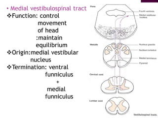 • Medial vestibulospinal tract
Function: control
movement
of head
:maintain
equilibrium
Origin:medial vestibular
nucleus
Termination: ventral
funniculus
+
medial
funniculus
 