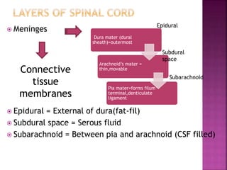  Meninges
 Epidural = External of dura(fat-fil)
 Subdural space = Serous fluid
 Subarachnoid = Between pia and arachnoid (CSF filled)
Dura mater (dural
sheath)=outermost
Arachnoid’s mater =
thin,movable
Pia mater=forms filum
terminal,denticulate
ligament
Connective
tissue
membranes
Subdural
space
Subarachnoid
Epidural
 