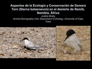 Aspectos de la Ecología y Conservación de Damara
Tern (Sterna balaenarum) en el desierto de Namib,
Namibia, África
Justine Braby
Animal Demography Unit, Department of Zoology, University of Cape
Town
 