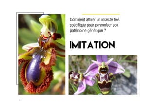 12
Comment attirer un insecte très
spécifique pour pérenniser son
patrimoine génétique ?
imitation
 
