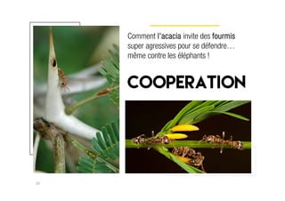 19
Comment l'acacia invite des fourmis
super agressives pour se défendre…
même contre les éléphants !
cooperation
 