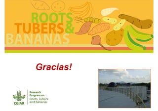 Cassava and the environment: inputs, outputs and externalities