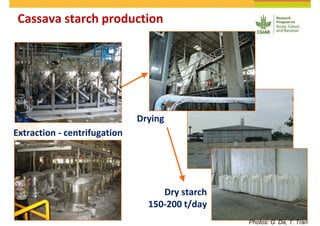 Cassava and the environment: inputs, outputs and externalities
