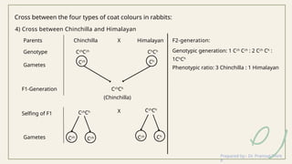 Multiple Alleles: Concepts, Examples and Inheritance Patterns.pptx