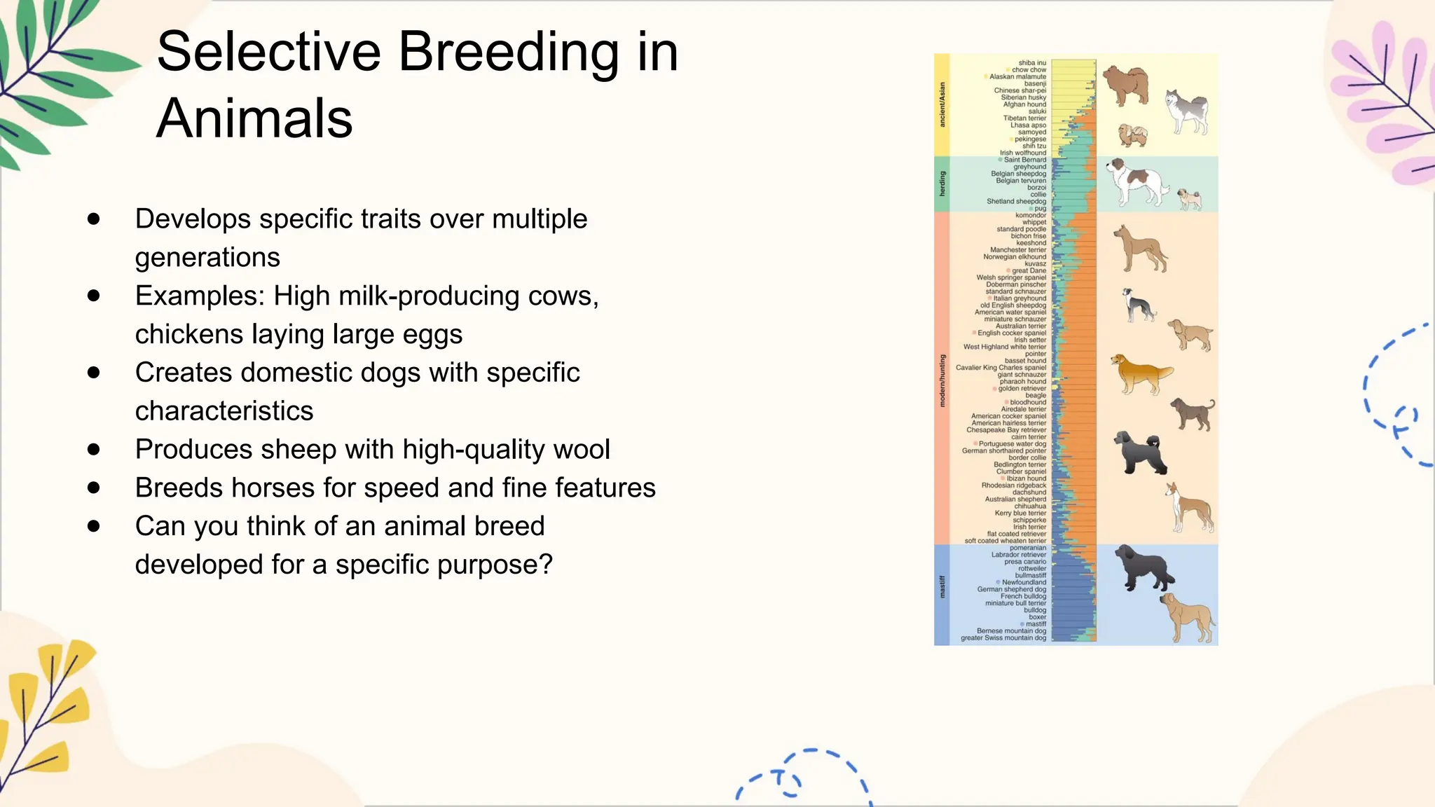 Selective Breeding in
Animals
● Develops specific traits over multiple
generations
● Examples: High milk-producing cows,
chickens laying large eggs
● Creates domestic dogs with specific
characteristics
● Produces sheep with high-quality wool
● Breeds horses for speed and fine features
● Can you think of an animal breed
developed for a specific purpose?
 