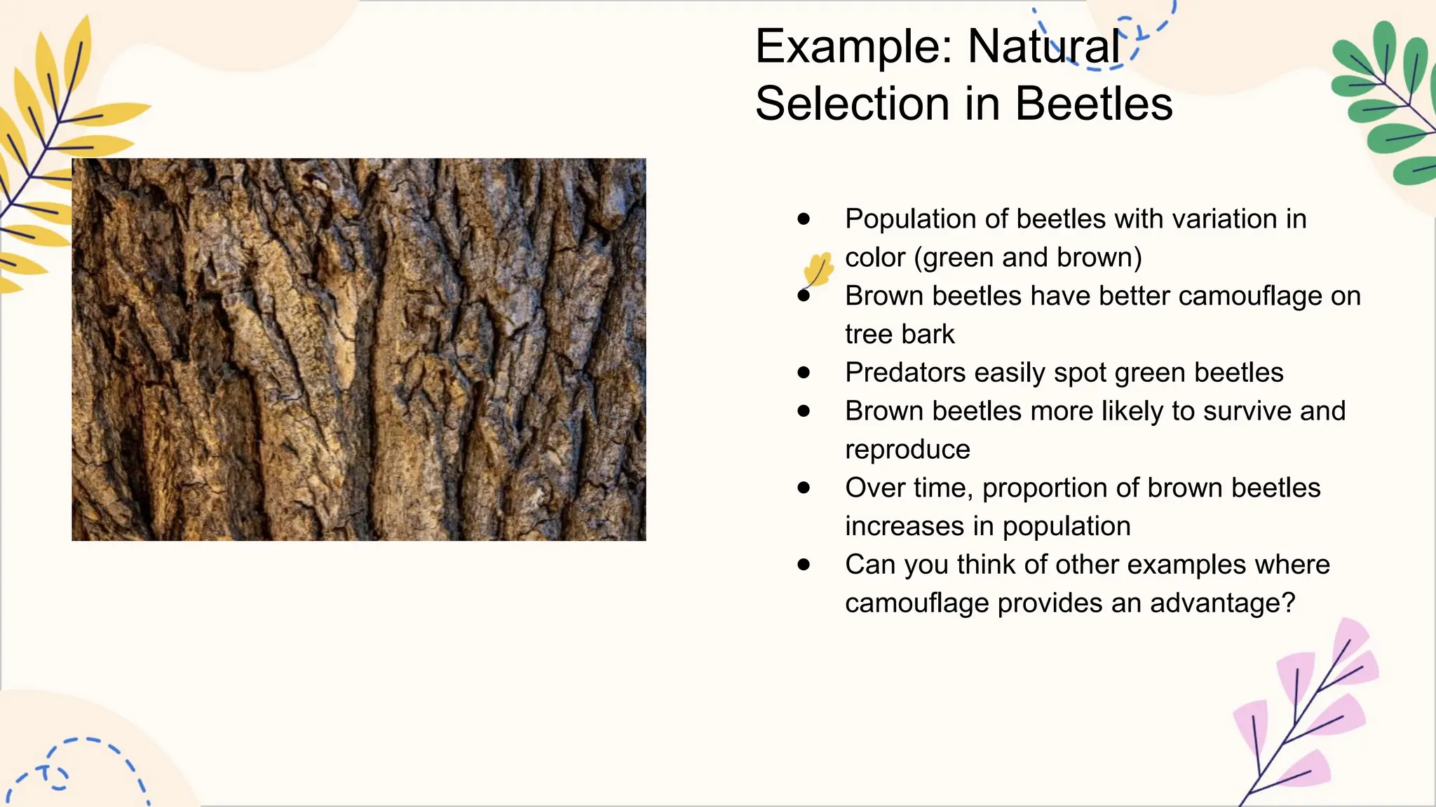 Example: Natural
Selection in Beetles
● Population of beetles with variation in
color (green and brown)
● Brown beetles have better camouflage on
tree bark
● Predators easily spot green beetles
● Brown beetles more likely to survive and
reproduce
● Over time, proportion of brown beetles
increases in population
● Can you think of other examples where
camouflage provides an advantage?
 