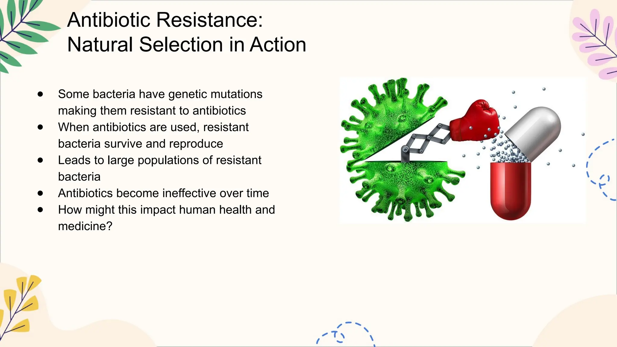 Antibiotic Resistance:
Natural Selection in Action
● Some bacteria have genetic mutations
making them resistant to antibiotics
● When antibiotics are used, resistant
bacteria survive and reproduce
● Leads to large populations of resistant
bacteria
● Antibiotics become ineffective over time
● How might this impact human health and
medicine?
 