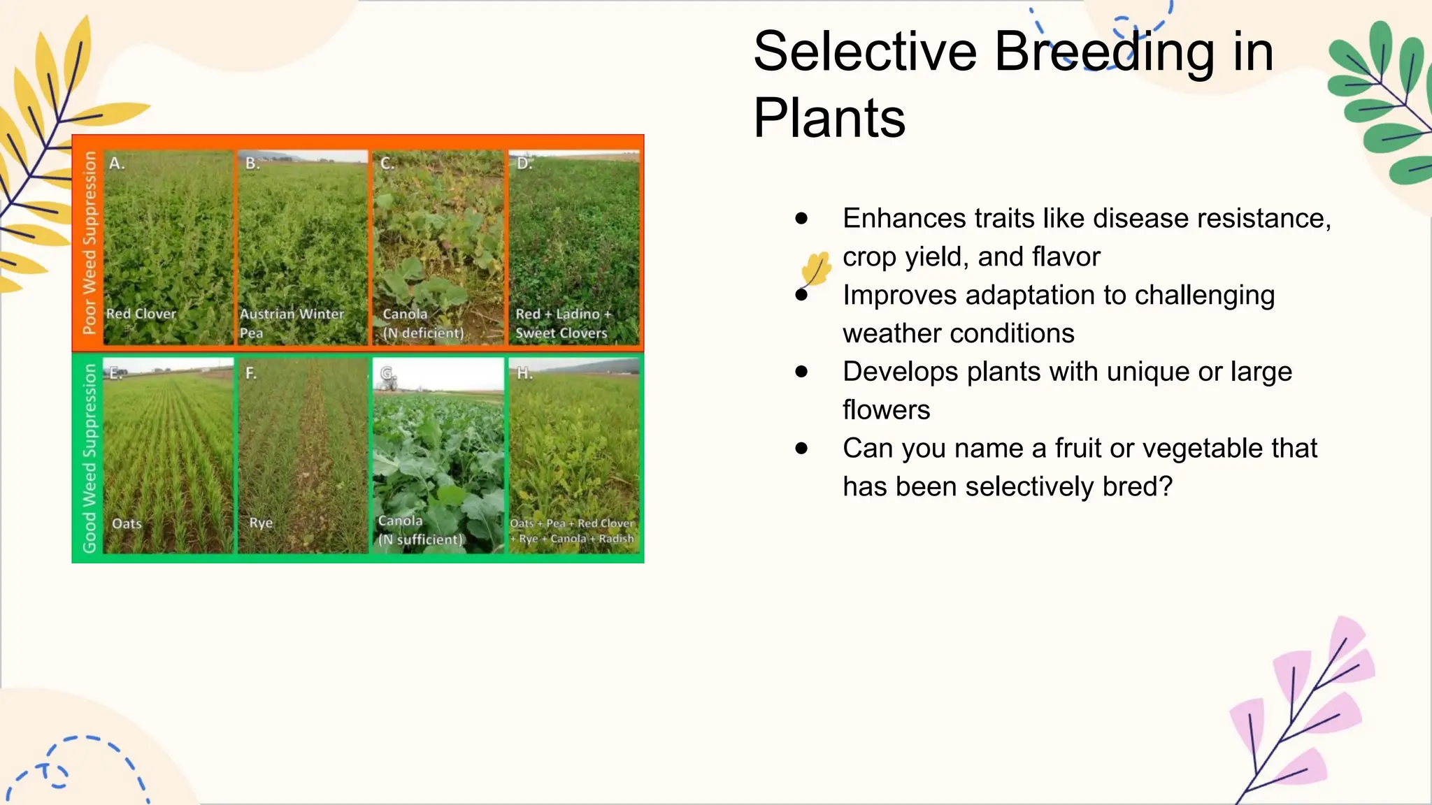 Selective Breeding in
Plants
● Enhances traits like disease resistance,
crop yield, and flavor
● Improves adaptation to challenging
weather conditions
● Develops plants with unique or large
flowers
● Can you name a fruit or vegetable that
has been selectively bred?
 