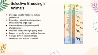 Selective Breeding in
Animals
● Develops specific traits over multiple
generations
● Examples: High milk-producing cows,
chickens laying large eggs
● Creates domestic dogs with specific
characteristics
● Produces sheep with high-quality wool
● Breeds horses for speed and fine features
● Can you think of an animal breed
developed for a specific purpose?
 