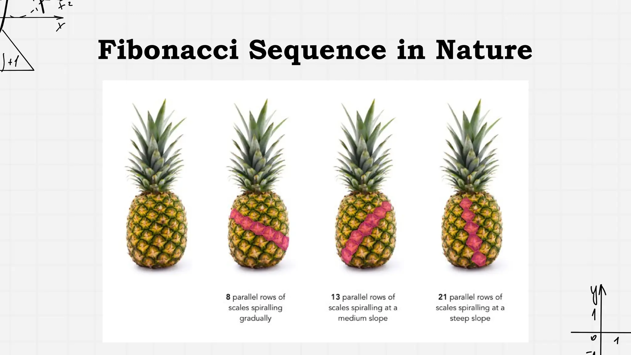 Fibonacci Sequence in Nature
 