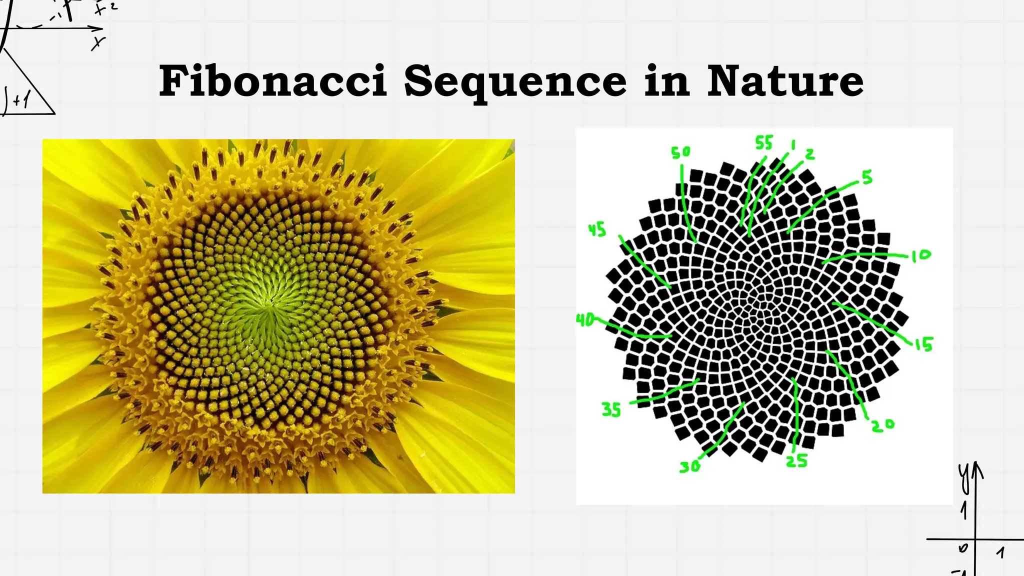 Fibonacci Sequence in Nature
 