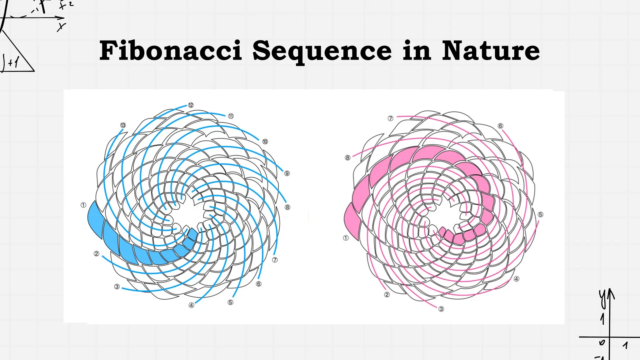 Fibonacci Sequence in Nature
 