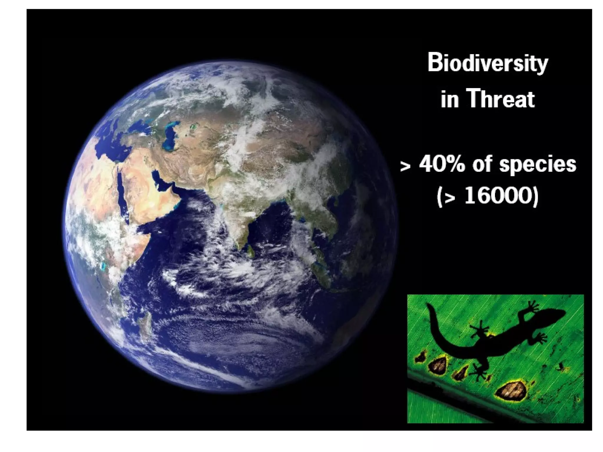 EEB and EU Biodiversity Policy - Warsaw '08