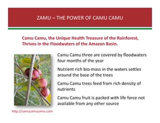 ZAMU – THE POWER OF CAMU CAMU 
Camu Camu, the Unique Health Treasure of the Rainforest,  
Thrives in the Floodwaters of the Amazon Basin. 
Camu Camu three are covered by ﬂoodwaters 
four months of the year 
Nutrient rich bio‐mass in the waters seJles 
around the base of the trees 
Camu Camu trees feed from rich density of 
nutrients 
Camu Camu fruit is packed with life force not 
available from any other source 
hJp://zamucamucamu.com 
 
