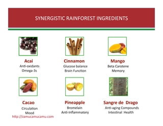 SYNERGISTIC RAINFOREST INGREDIENTS 
Acai 
AnZ‐oxidants 
Omega‐3s 
Cinnamon 
Glucose balance 
Brain FuncZon 
Mango 
Beta Carotene 
Memory  
Cacao 
CirculaZon 
Mood 
Pineapple 
 Bromelain 
  AnZ‐Inﬂammatory 
Sangre de  Drago 
AnZ‐aging Compounds 
    IntesZnal  Health 
hJp://zamucamucamu.com 
 