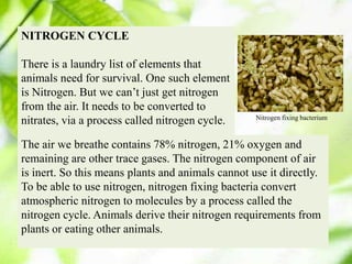 Presentation on ecosystem | PPTX | Geography | Science