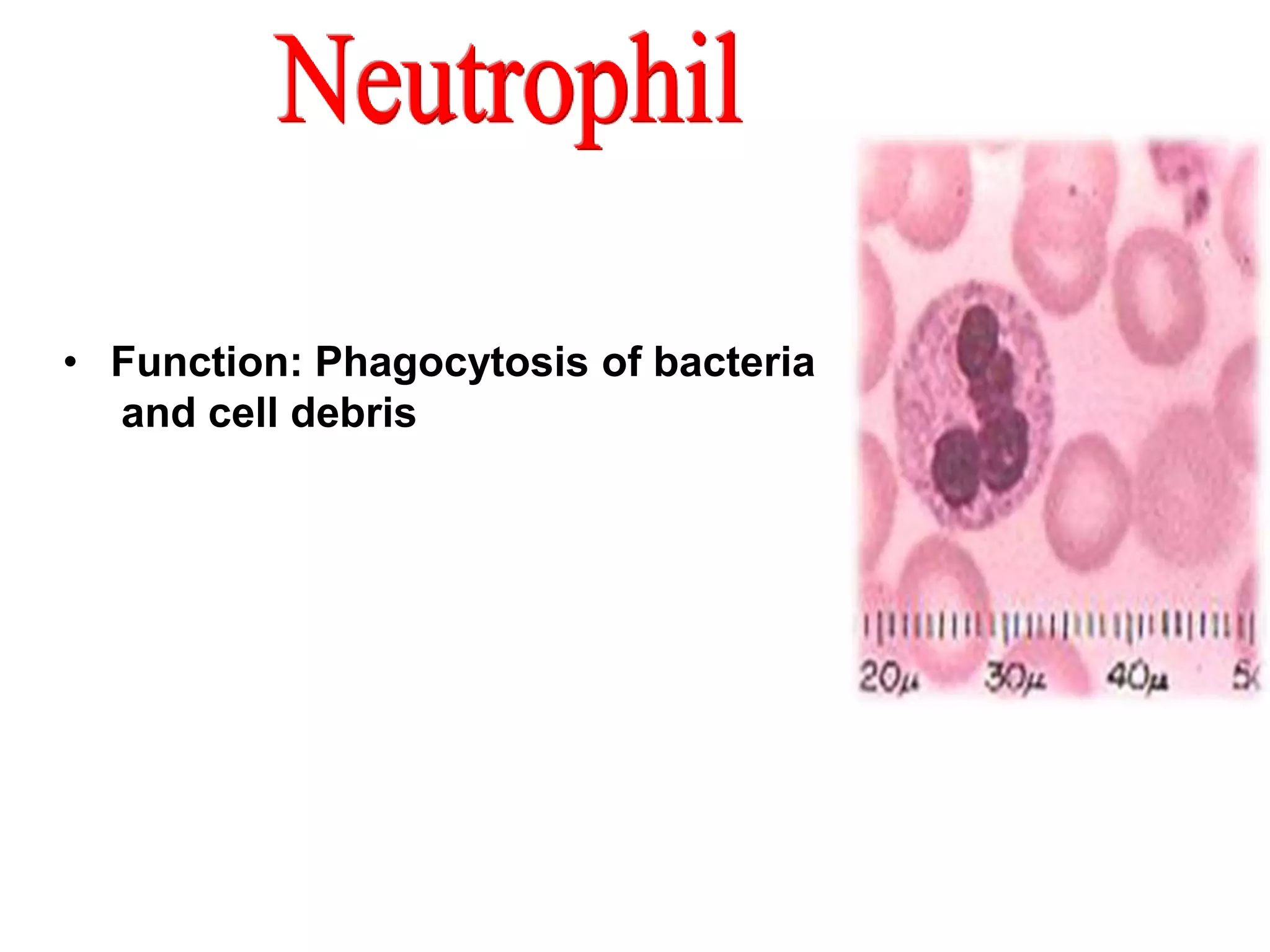 • Function: Phagocytosis of bacteria 
and cell debris 
 