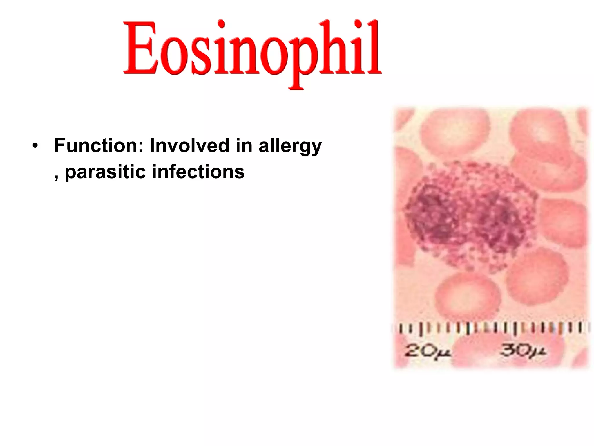 • Function: Involved in allergy 
, parasitic infections 
 