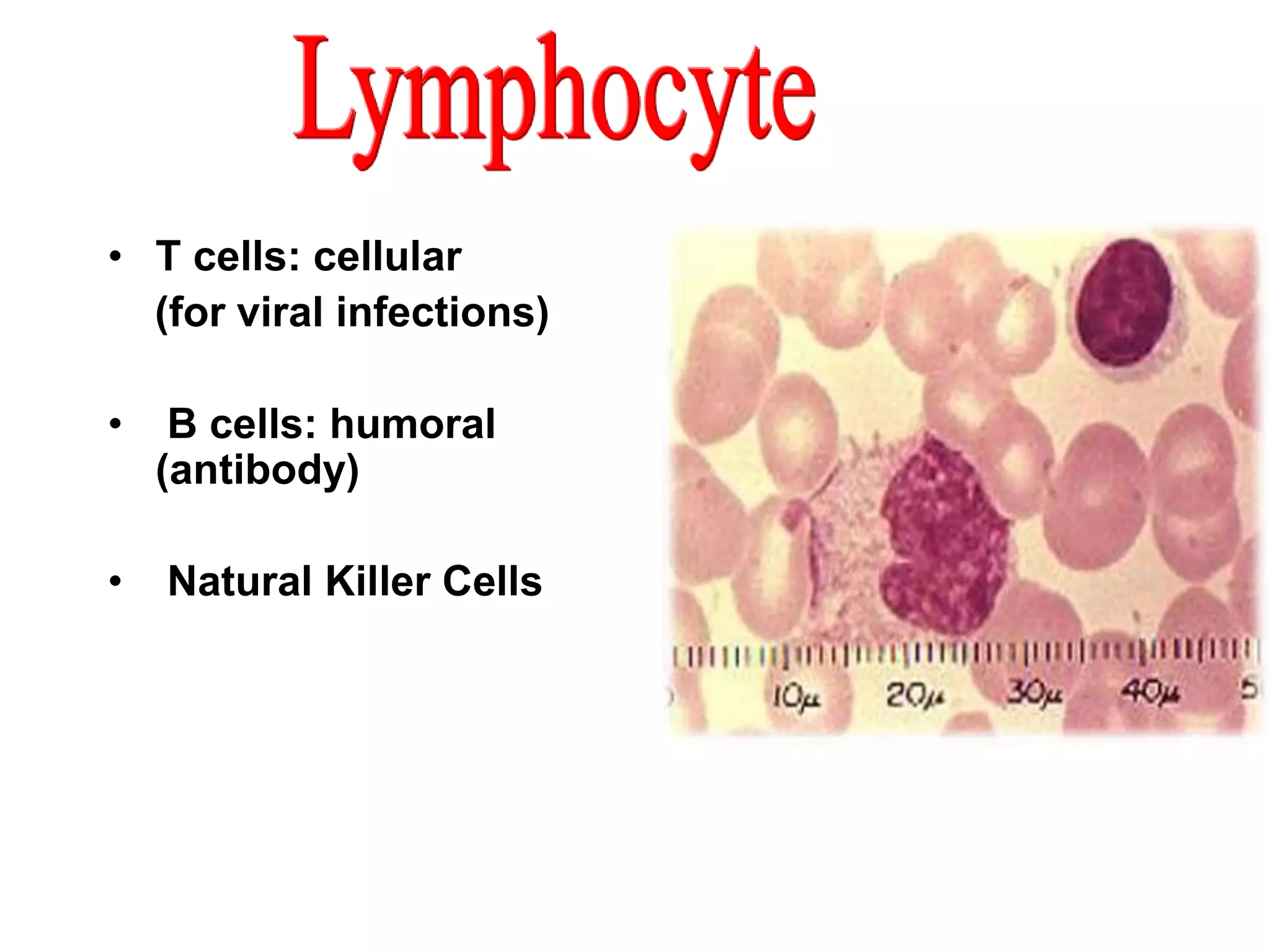 • T cells: cellular 
(for viral infections) 
• B cells: humoral 
(antibody) 
• Natural Killer Cells 
 