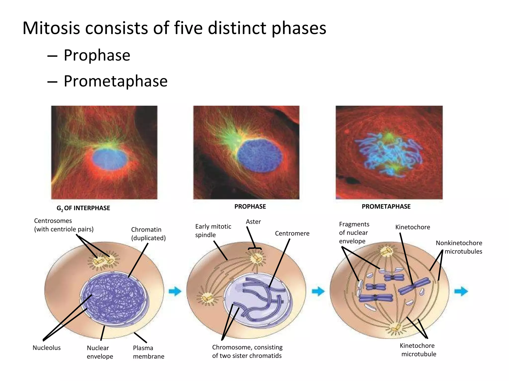 Mitosis consists of five distinct phases Prophase Prometaphase G 2  OF INTERPHASE PROPHASE PROMETAPHASE Centrosomes (with centriole pairs) Chromatin (duplicated) Early mitotic spindle Aster Centromere Fragments of nuclear envelope Kinetochore Nucleolus Nuclear envelope Plasma membrane Chromosome, consisting of two sister chromatids Kinetochore  microtubule  Nonkinetochore microtubules 