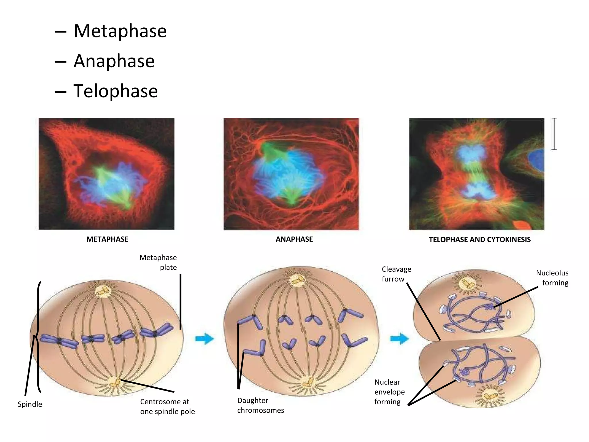 Metaphase Anaphase Telophase Centrosome at  one spindle pole Daughter  chromosomes METAPHASE ANAPHASE TELOPHASE AND CYTOKINESIS Spindle Metaphase plate Nucleolus forming Cleavage furrow Nuclear  envelope forming 