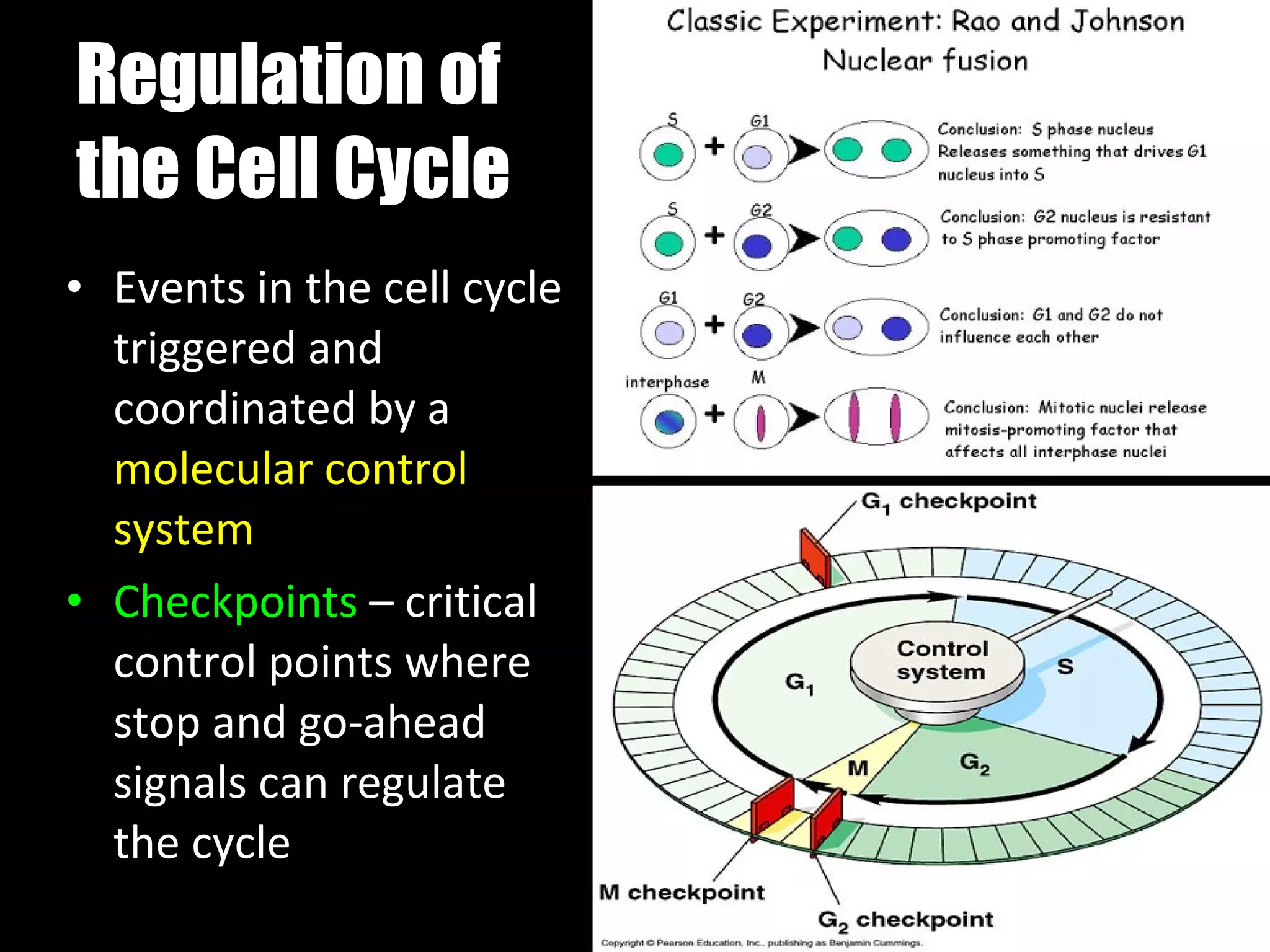 Regulation of the Cell Cycle Events in the cell cycle triggered and coordinated by a  molecular control system Checkpoints  – critical control points where stop and go-ahead signals can regulate the cycle 