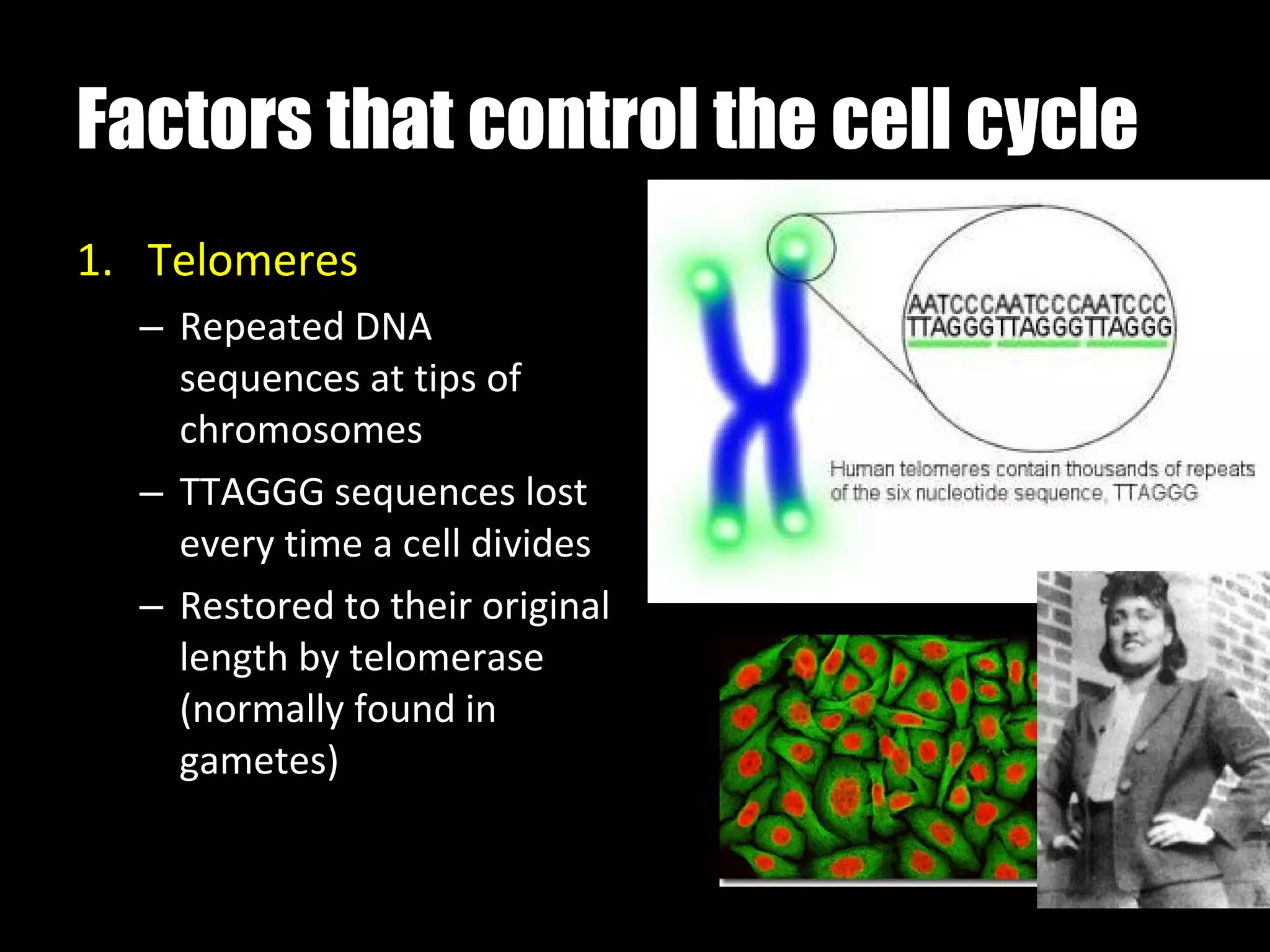 Factors that control the cell cycle Telomeres Repeated DNA sequences at tips of chromosomes TTAGGG sequences lost every time a cell divides Restored to their original length by telomerase (normally found in gametes) 